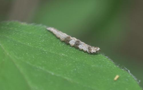 Réf. 328 286 : Ypsolopha nemorella